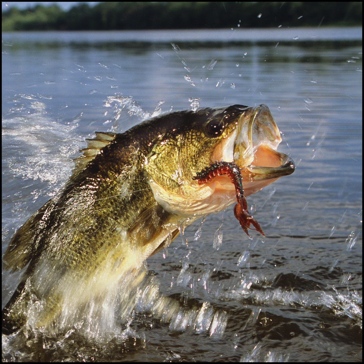 Bass