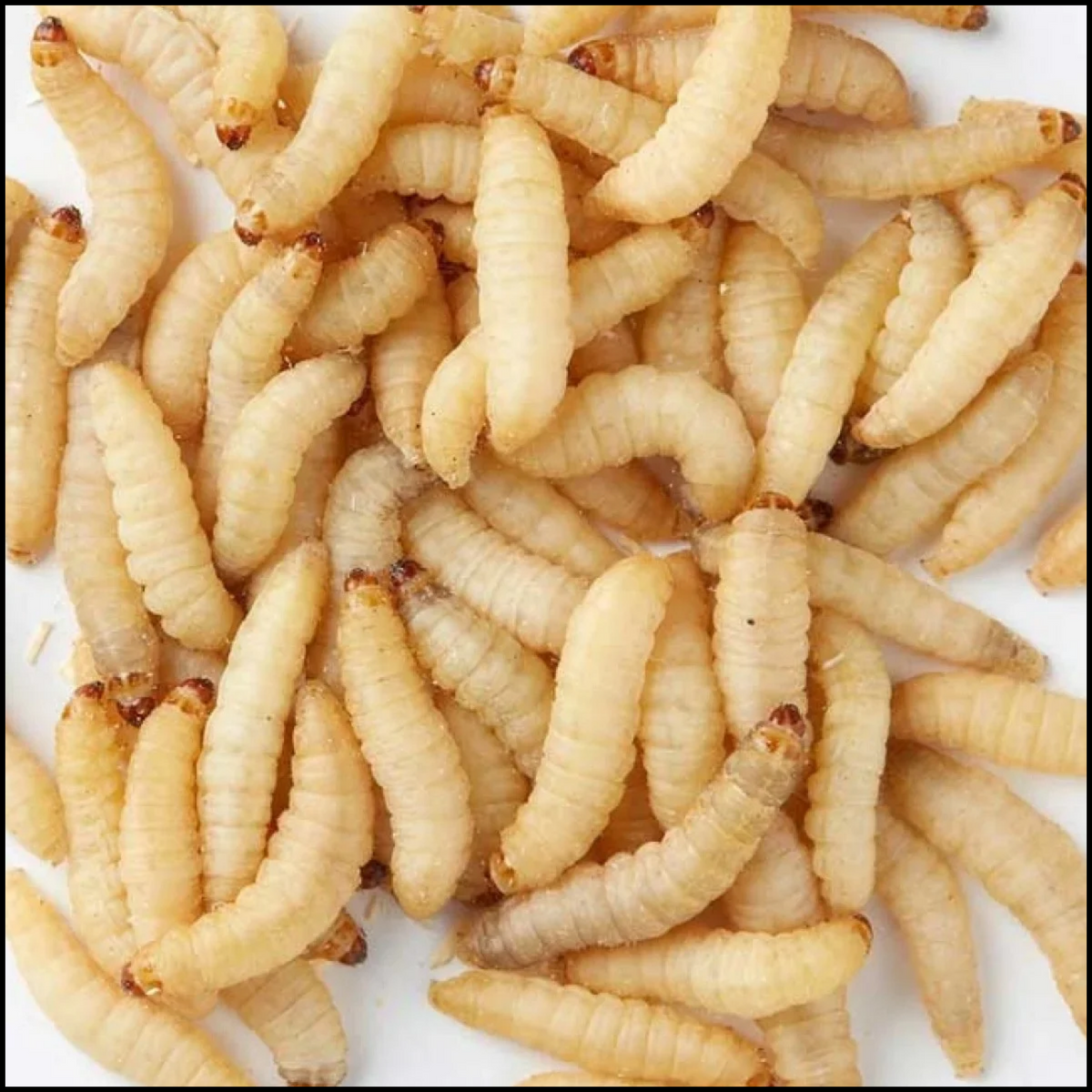 250ct Wax Worms