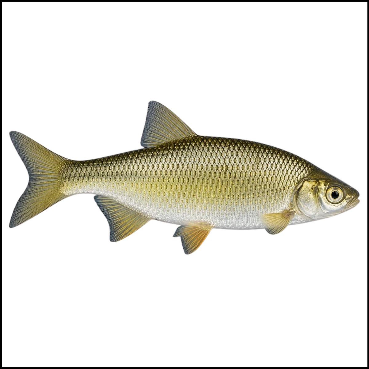 1lb Baby Golden Shiners