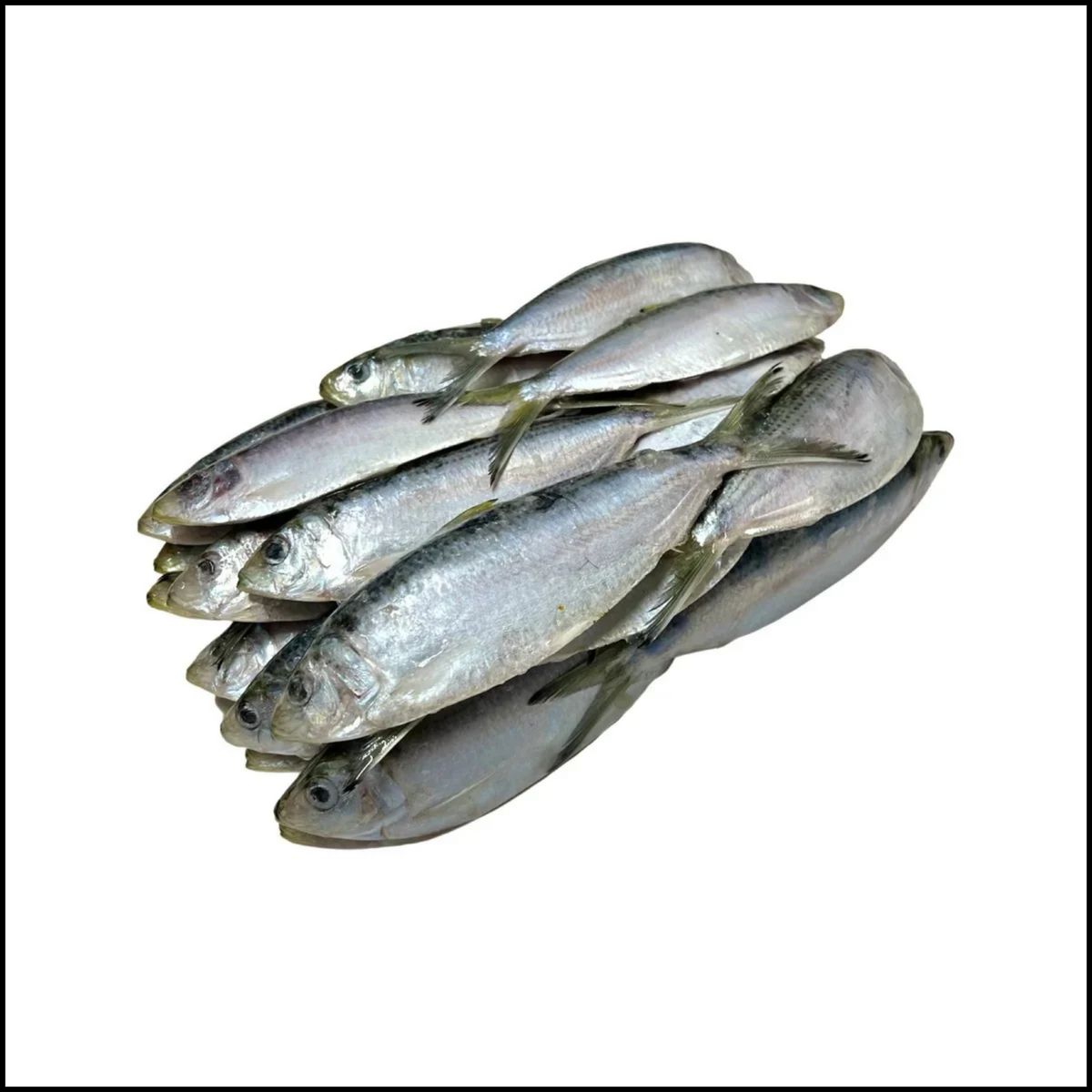10ct Tray of Frozen Medium Herring