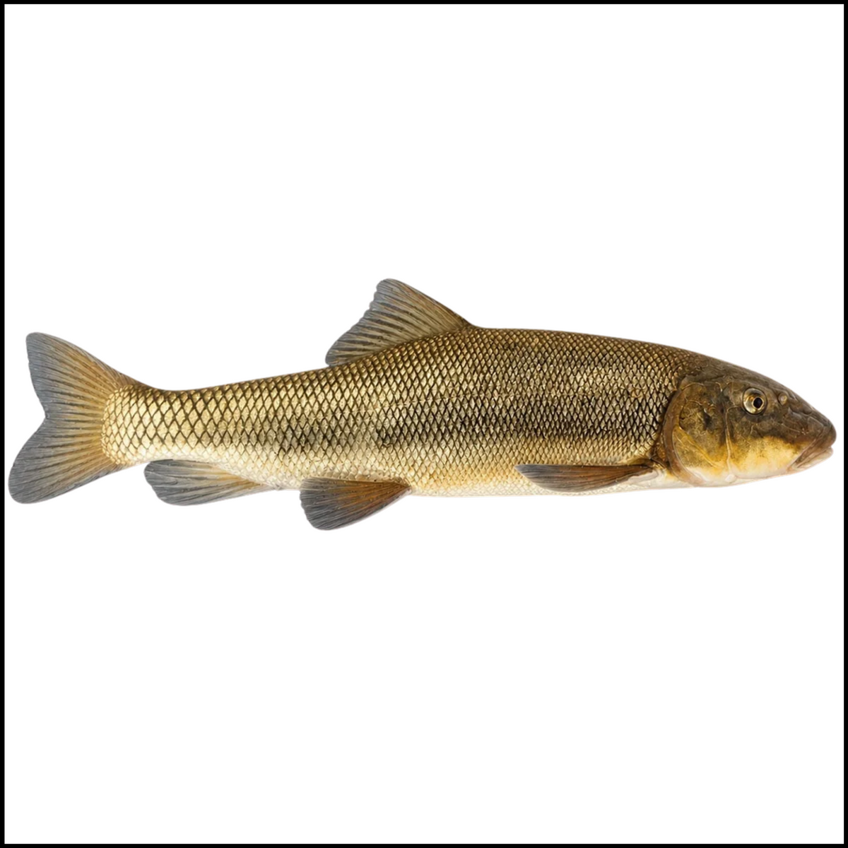 14"+ Musky Sucker (Size 3)