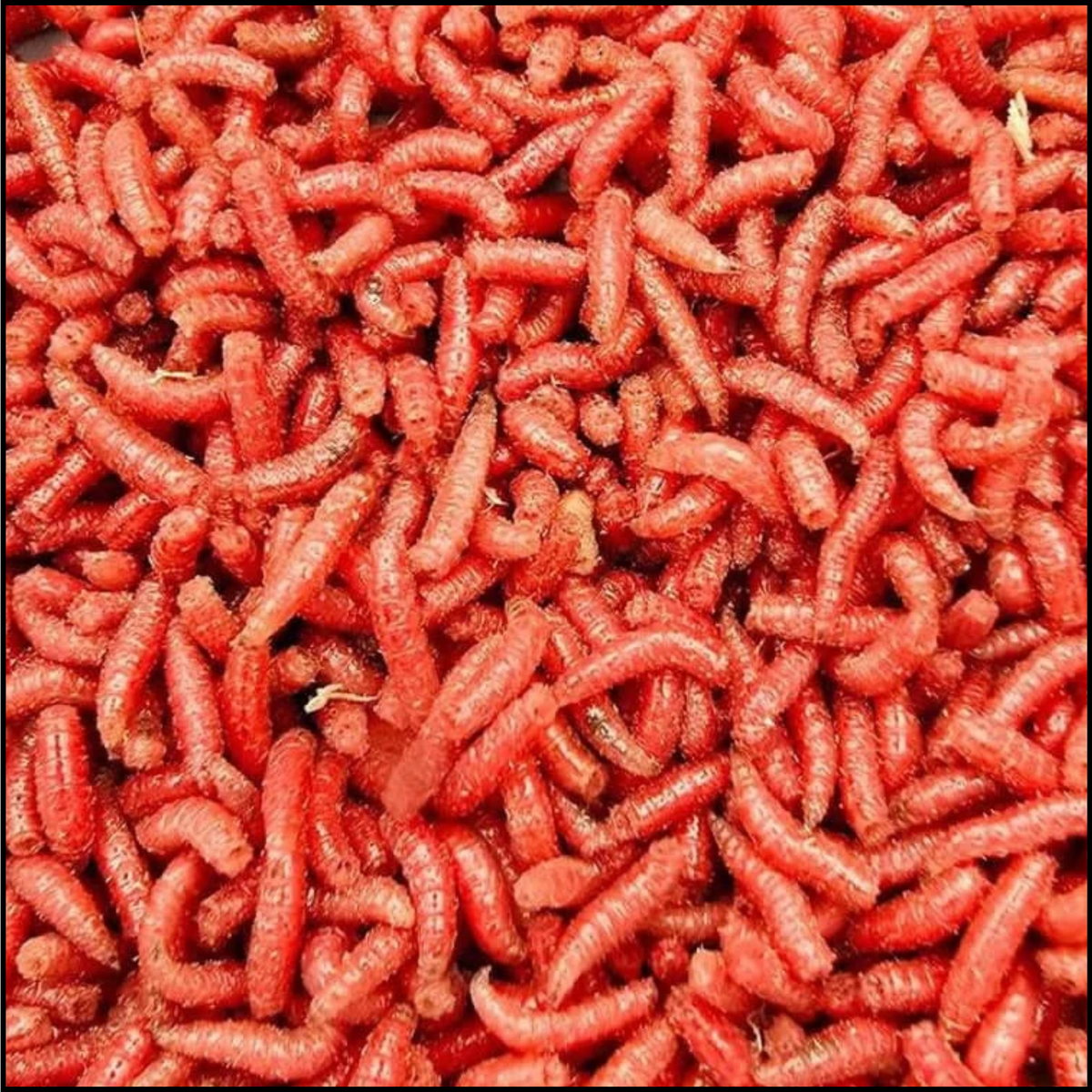 1000ct Red Spikes