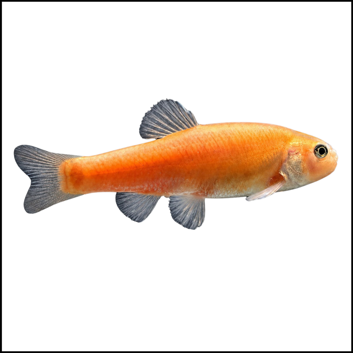 1lb Large Rosy Red