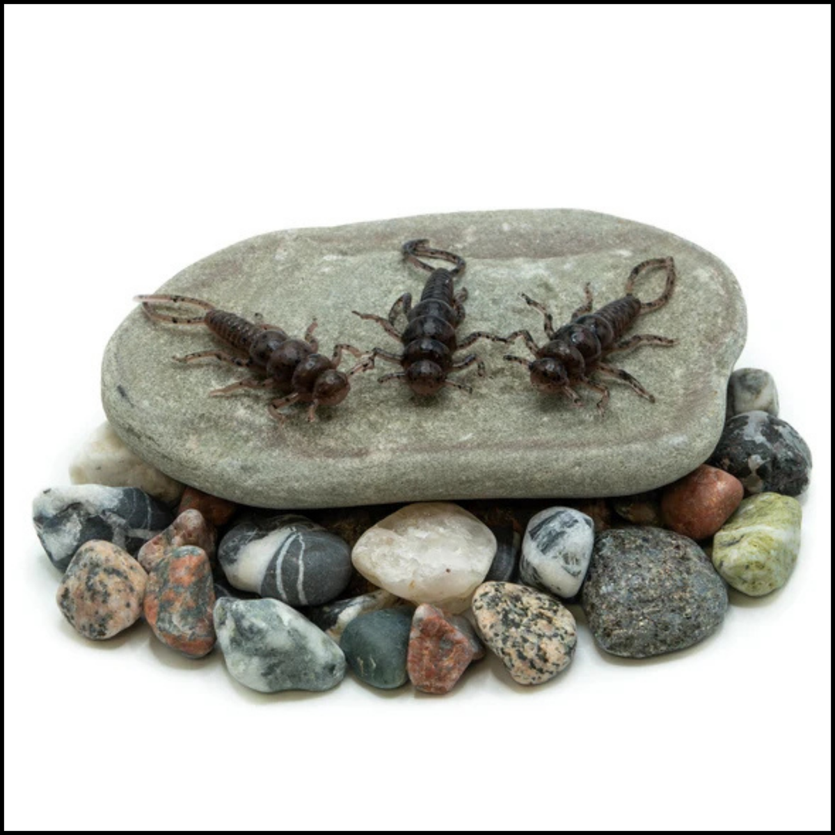 Death Roe Sinister Stone Bug 10pk