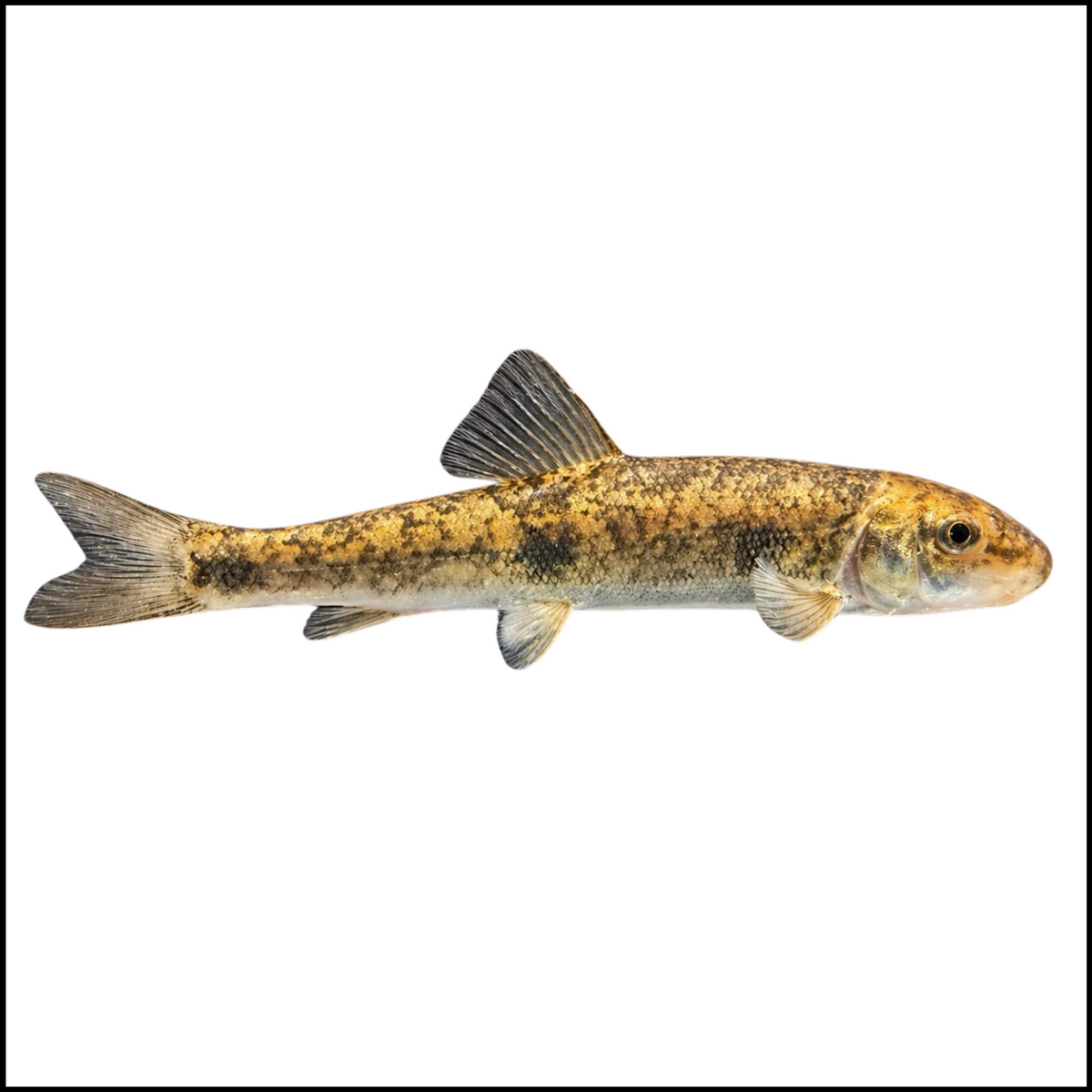 1lb Large Suckers