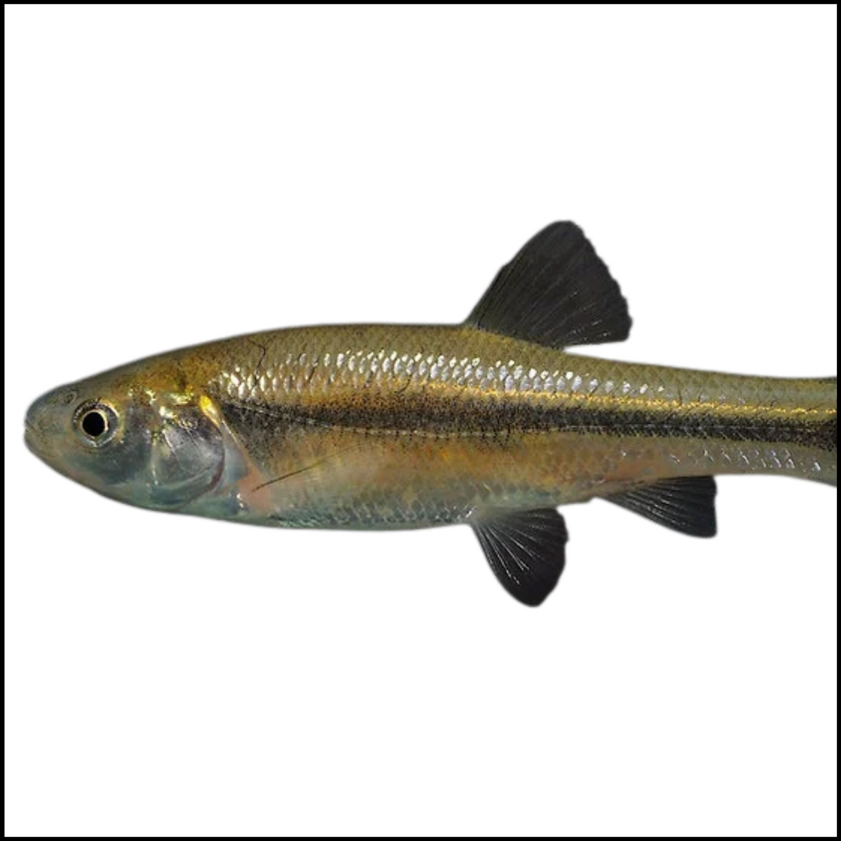 1lb Large Tuffies